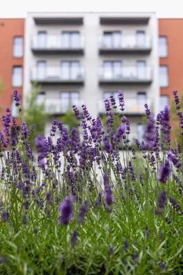 a field of purple flowers in front of a building at Salsa Residence Pet-friendly by Noclegi Renters in Kraków