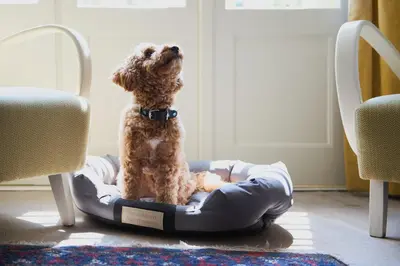 a dog sitting in a dog bed in a room at OLD TOWN Charm & Chic by Downtown Apartments in Kraków