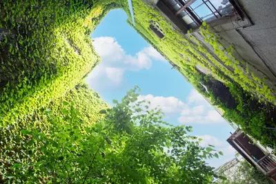 a window in an ivy covered building with a tree at LORETO 2 by Cozyplace in Kraków