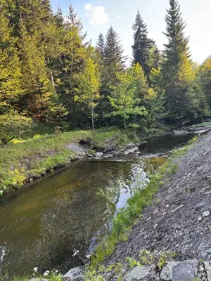 a river in a field with trees in the background at Apartament w Kocierzu in Kocierz Rychwałdzki