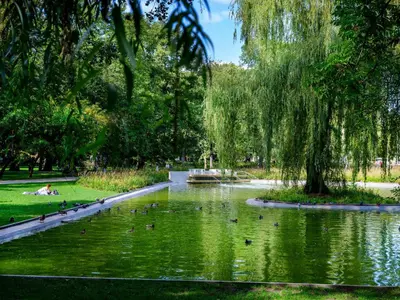 a pond in a park with ducks in the water at Green view apartment / Kochanowskiego in Kraków